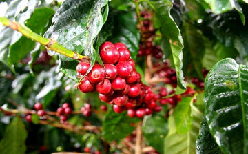 What is shade-grown coffee, and how can it help save the earth?