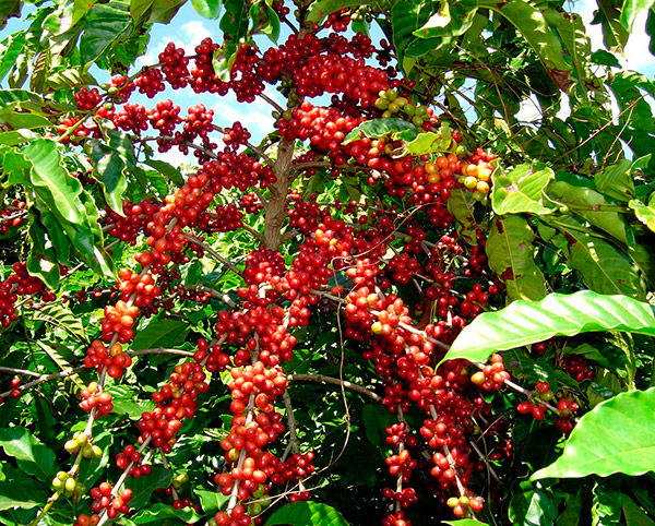 Yunnan's Catimor Coffee beans